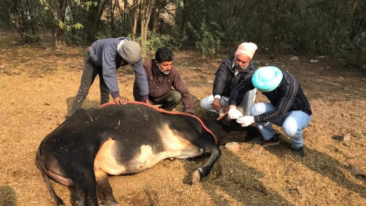 Sudden death of 15 animals in Sangrur of Punjab