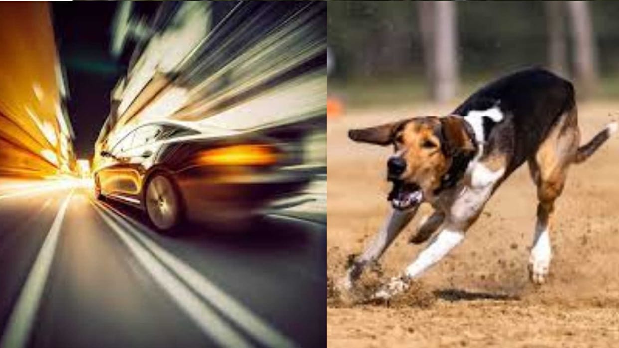 Greyhound Dog and Car Racing know Greyhound speed viral on social media