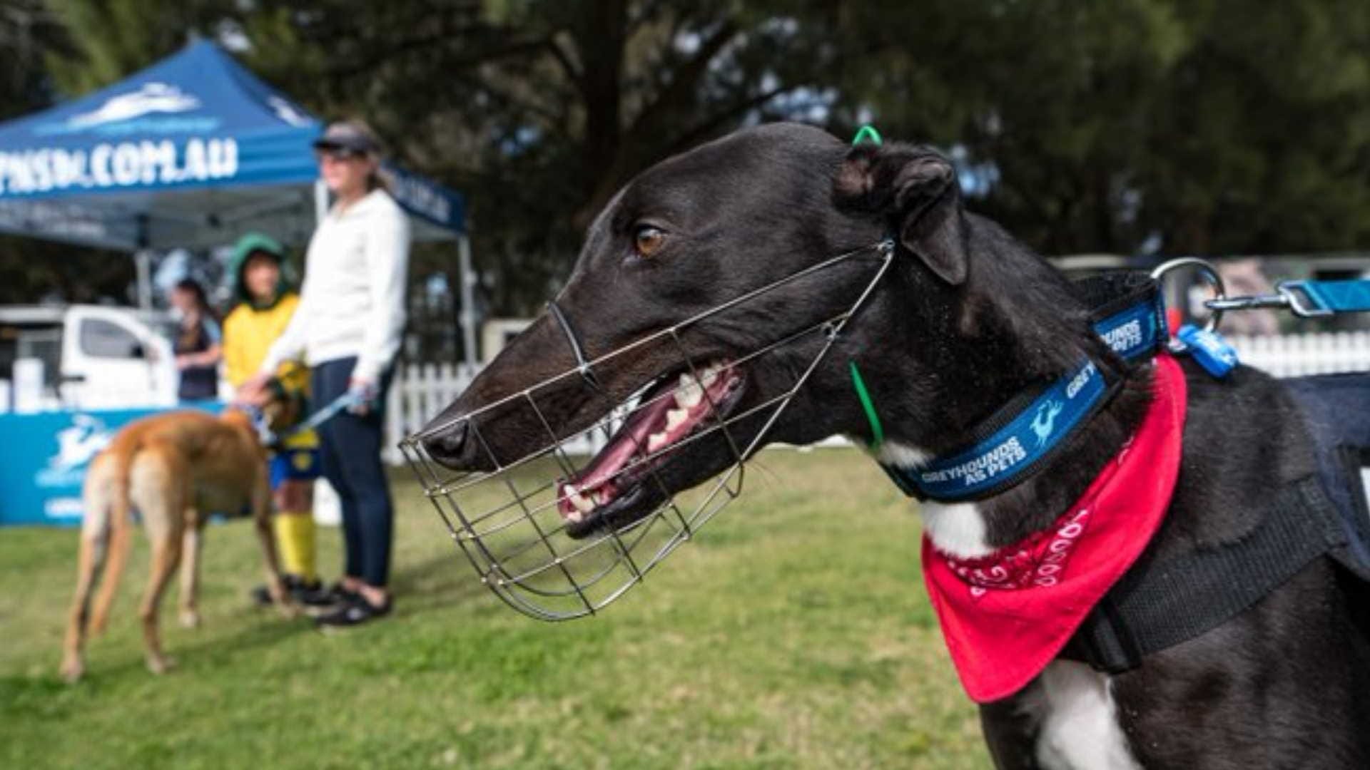 Greyhound Dog and Car Racing know Greyhound speed viral on social media