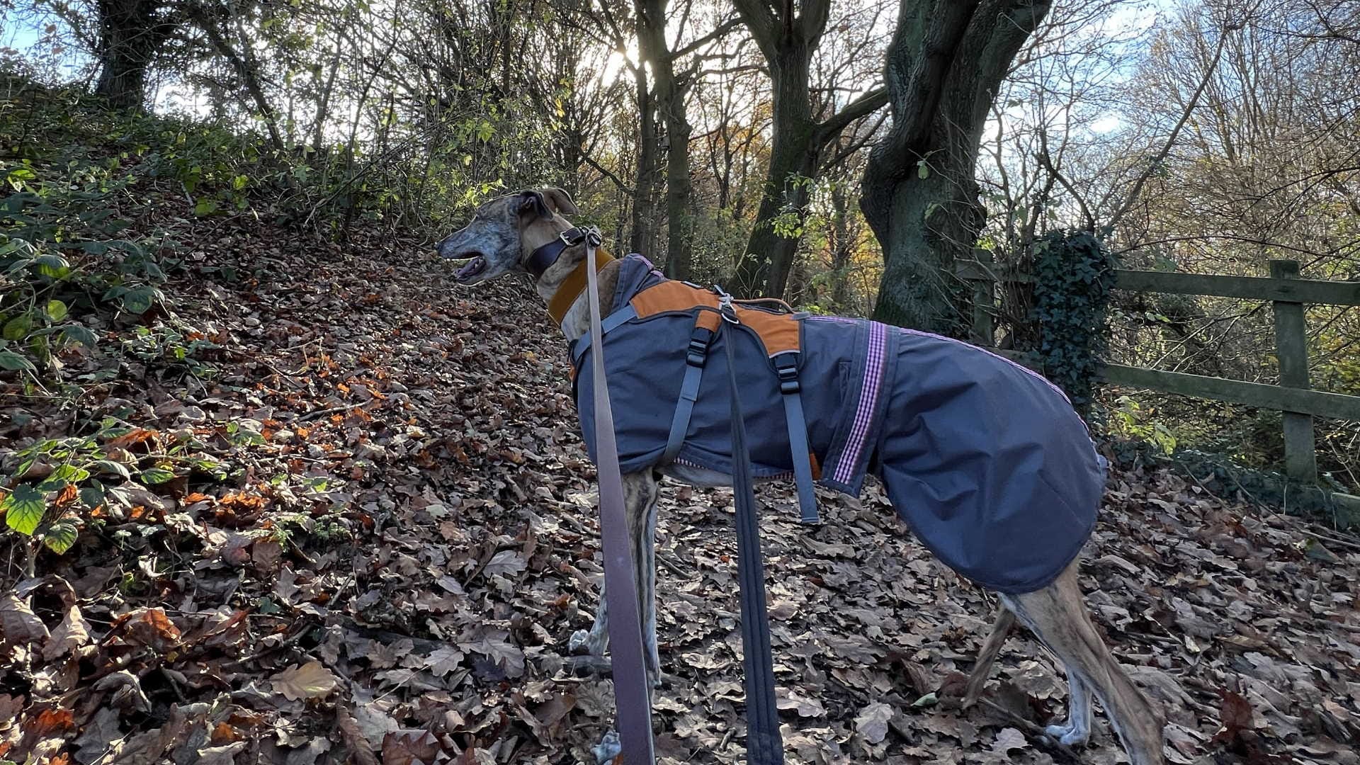 Greyhound Dog and Car Racing know Greyhound speed viral on social media