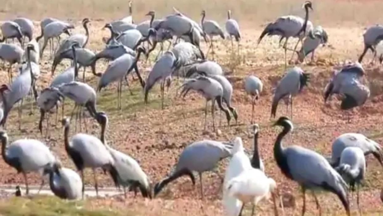Jaisalmer The first batch of beautiful migratory Kurjan birds knocked in Rajasthan