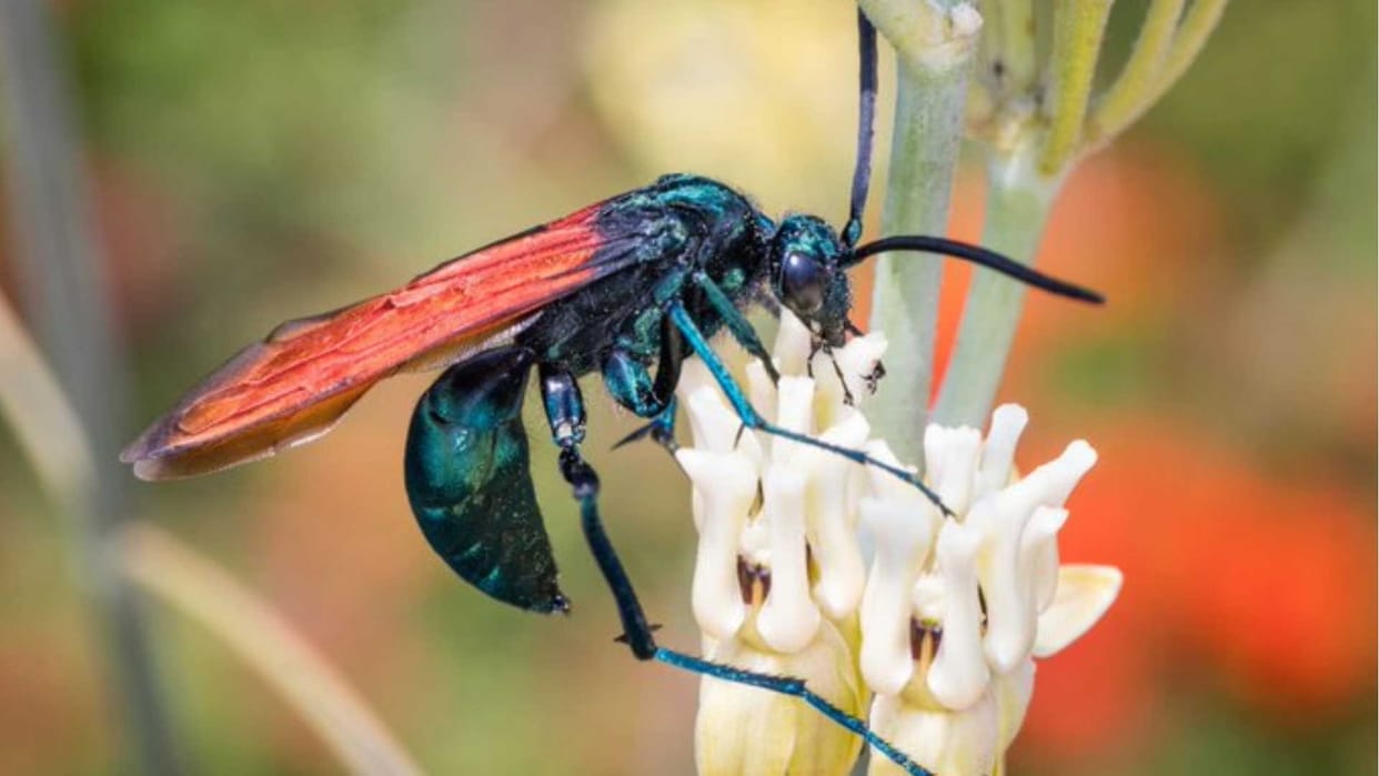 Tarantula hawk sting can cause paralysis know its risk in hindi