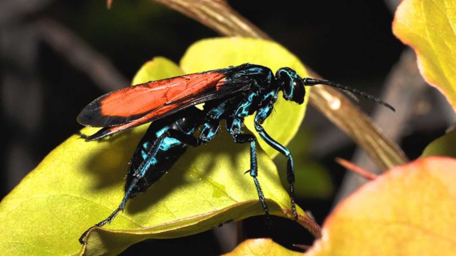 Tarantula hawk sting can cause paralysis know its risk in hindi