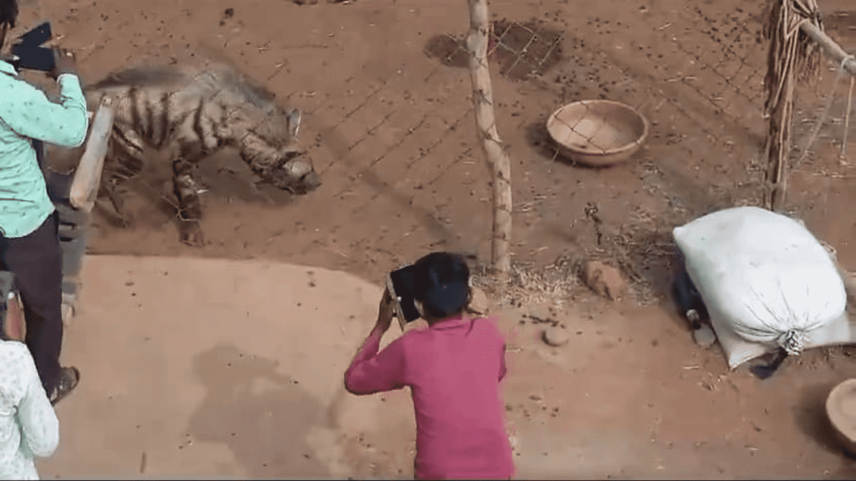 Hyena entered Amjheer village of Damoh