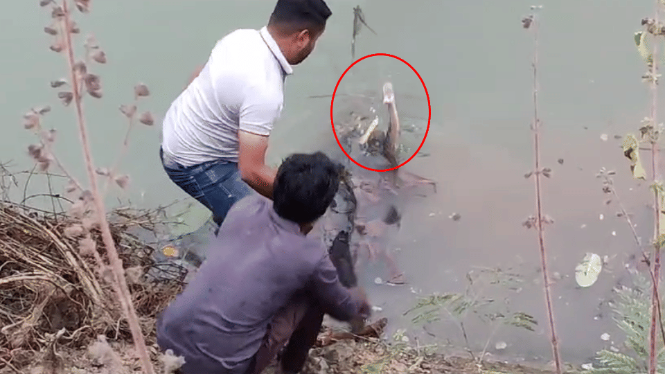 eight feet big python rescued from river and released into forest in korba