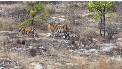 Umaria News: Bandhavgarh Tiger Reserve tigress Kajri three cubs forced to live without mother,
