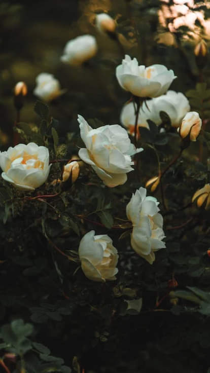 valentine week special love poetry love shayari