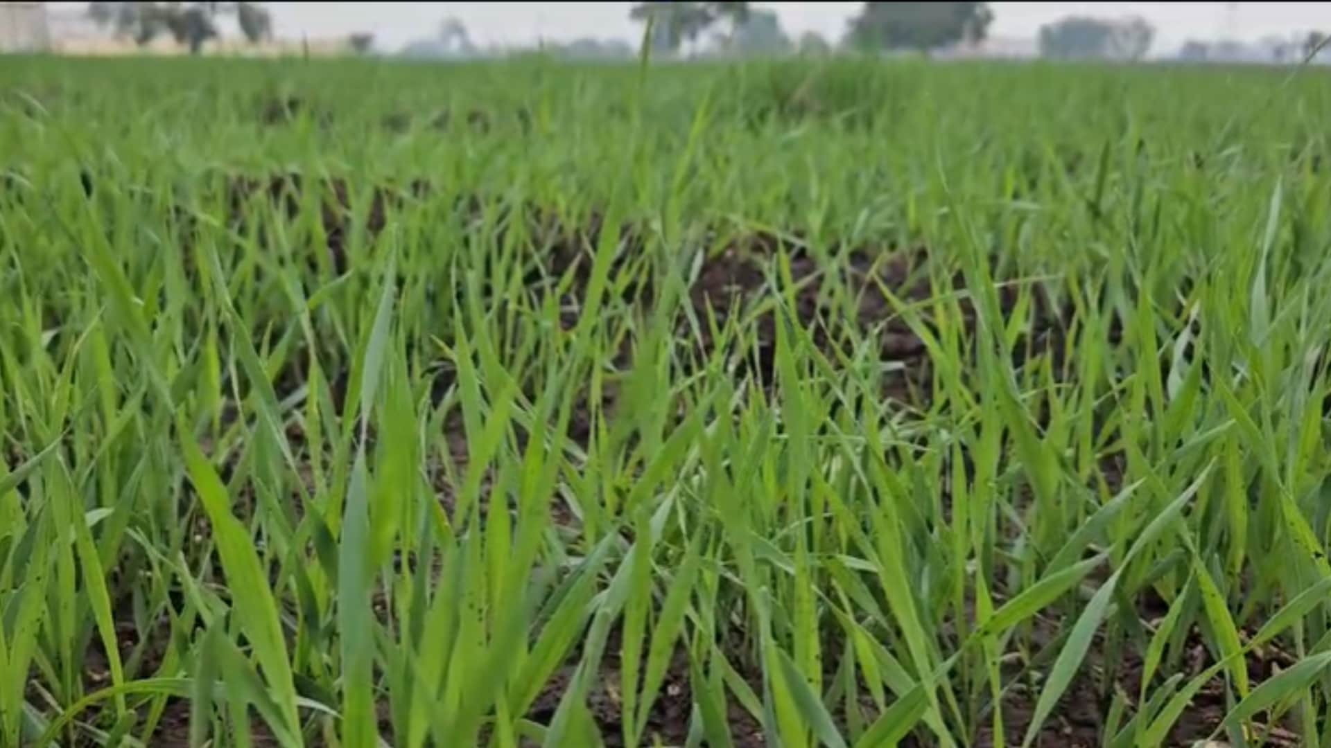 Khandwa Weather: Some farmers are happy and some are sad due to the rain of Mawathe