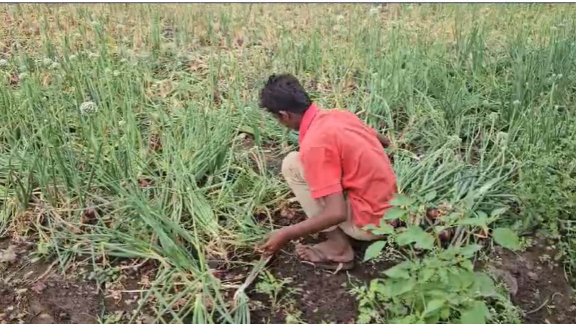 Khandwa Weather: Some farmers are happy and some are sad due to the rain of Mawathe