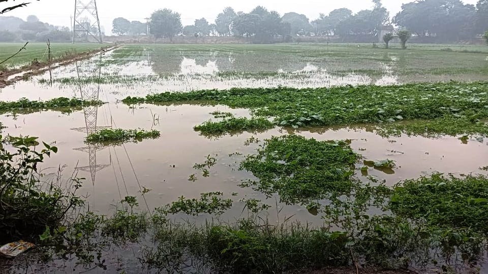 150 bigha crop submerged due to cutting of Rajwaha track