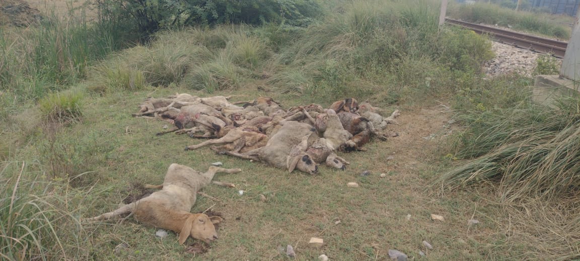 125 sheep crushed by train while crossing railway track, 12 injured; Officers reached the spot