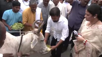 Telangana polls news: Congress president Revanth Reddy and his wife Geetha perform Gau Pujan
