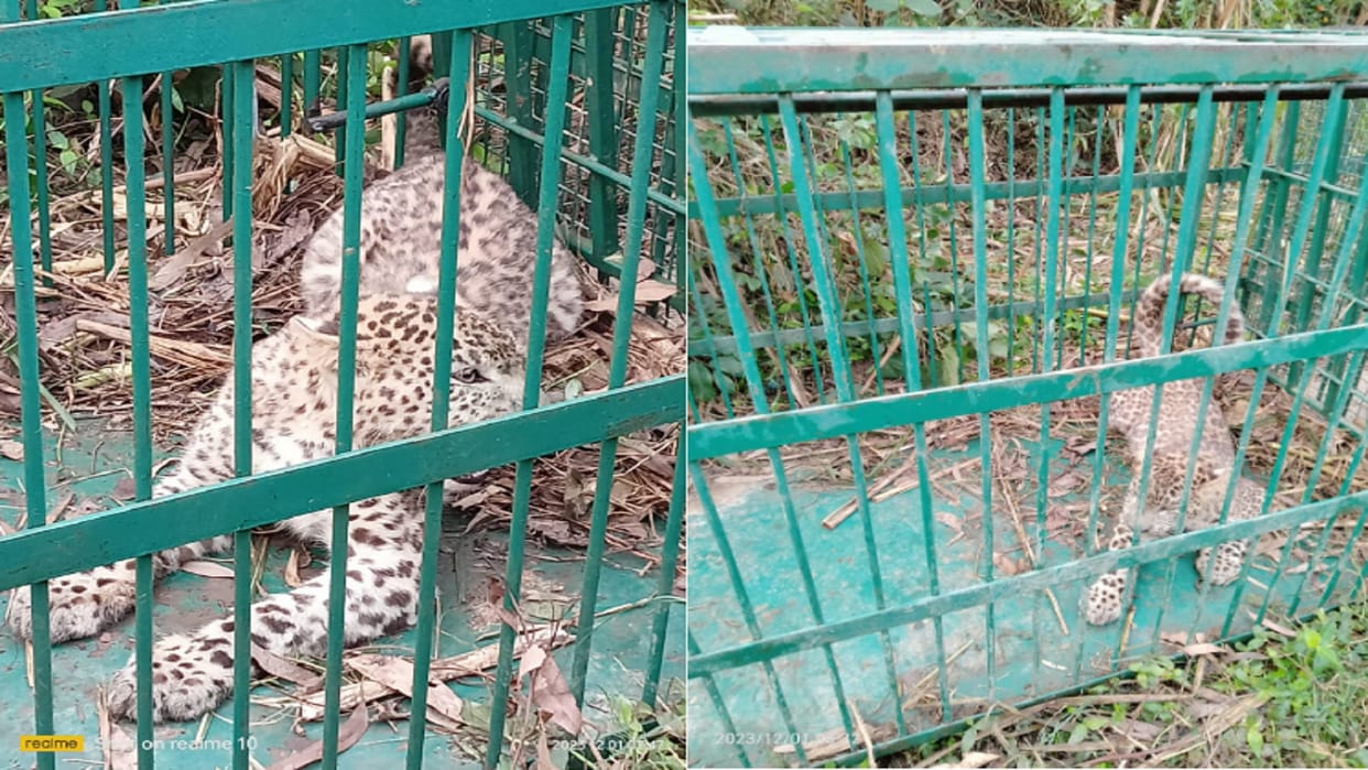 A cub of Guldar trapped in a cage in a village of Bijnor