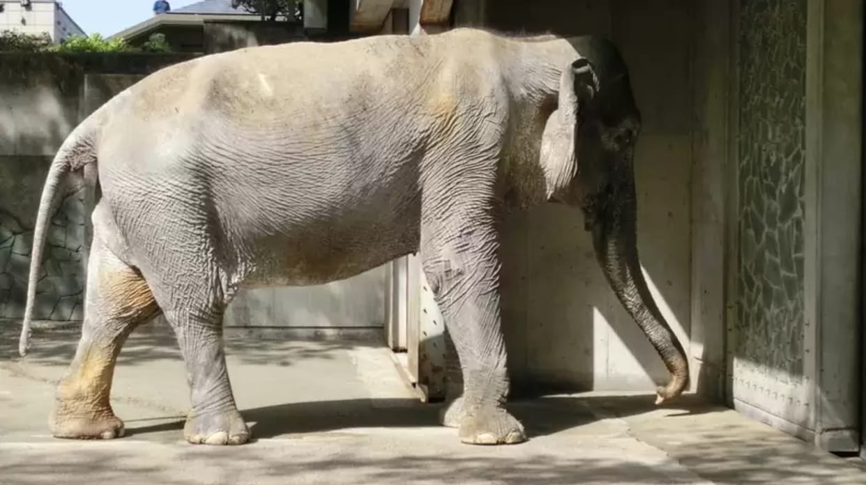 World’s saddest elephant who lived alone in Manila Zoo for more than 40 years dies