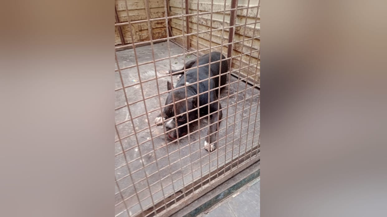 Meerut Nagar Nigam imposed fine of five thousand on owner and took possession of pitbull