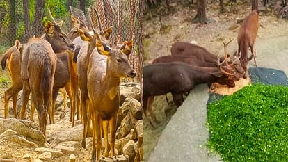 Winter increased wild animals menu also changed zoo Dehradun Mussoorie watch Photos