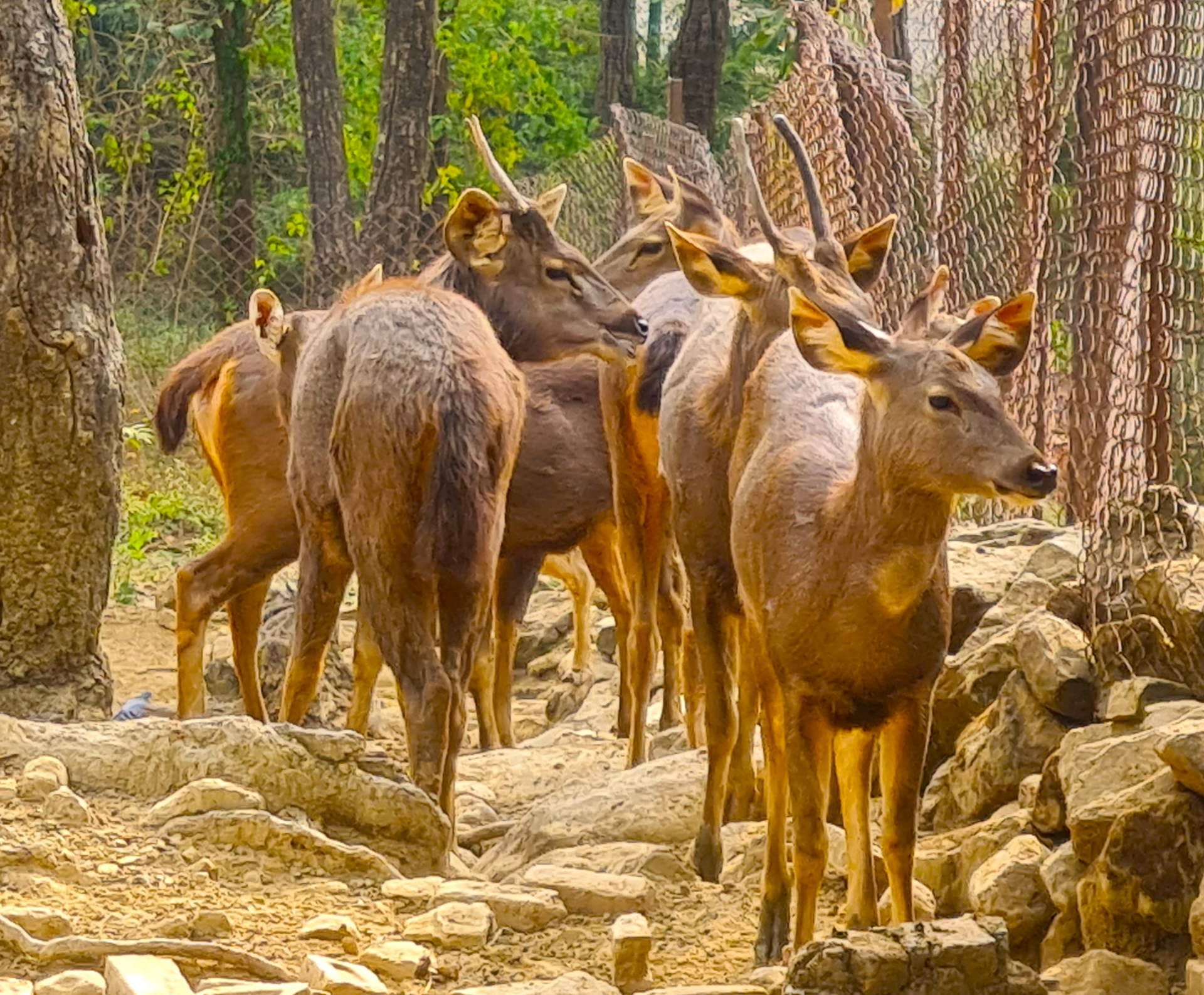 Winter increased wild animals menu also changed zoo Dehradun Mussoorie watch Photos