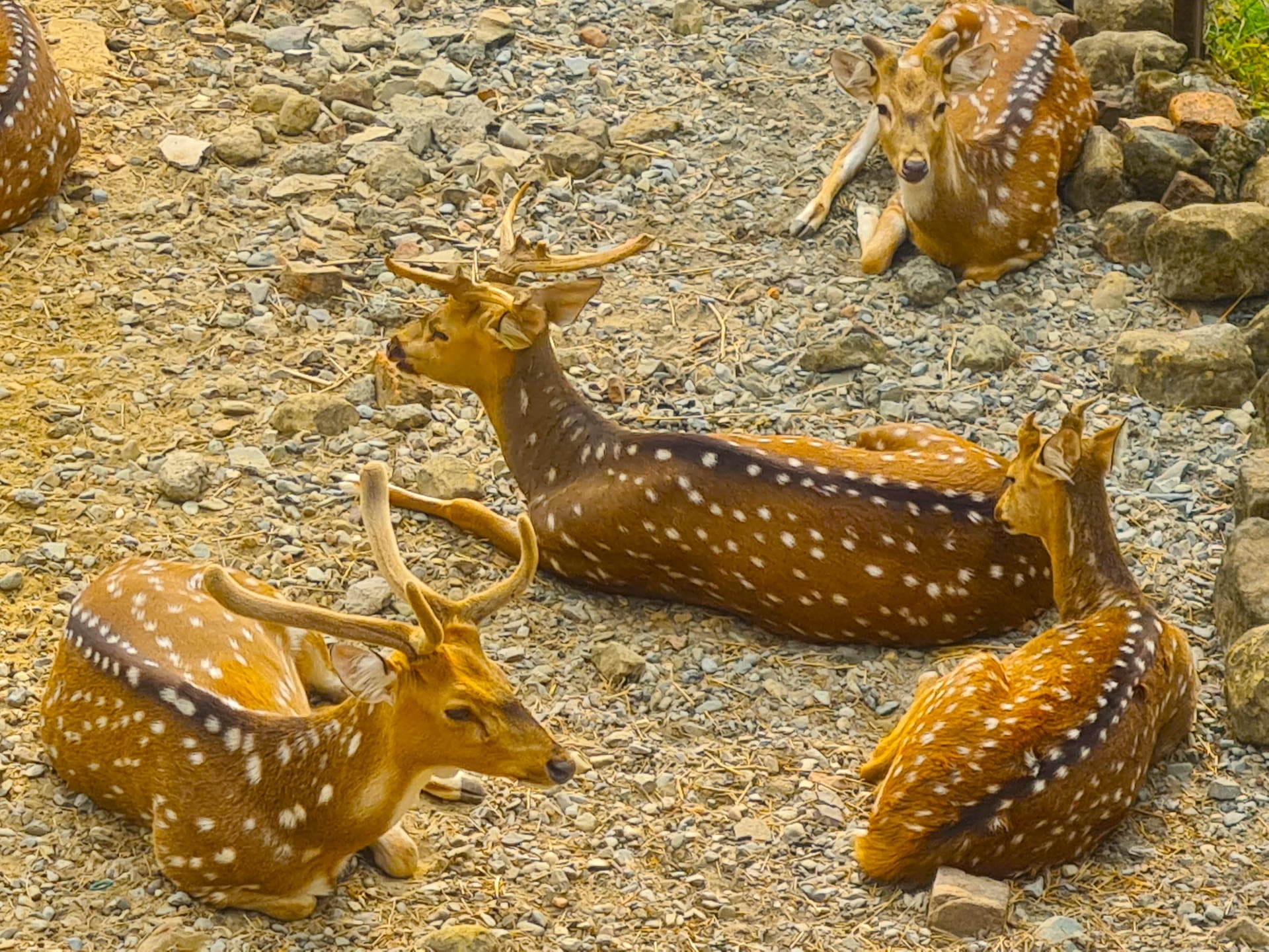 Winter increased wild animals menu also changed zoo Dehradun Mussoorie watch Photos