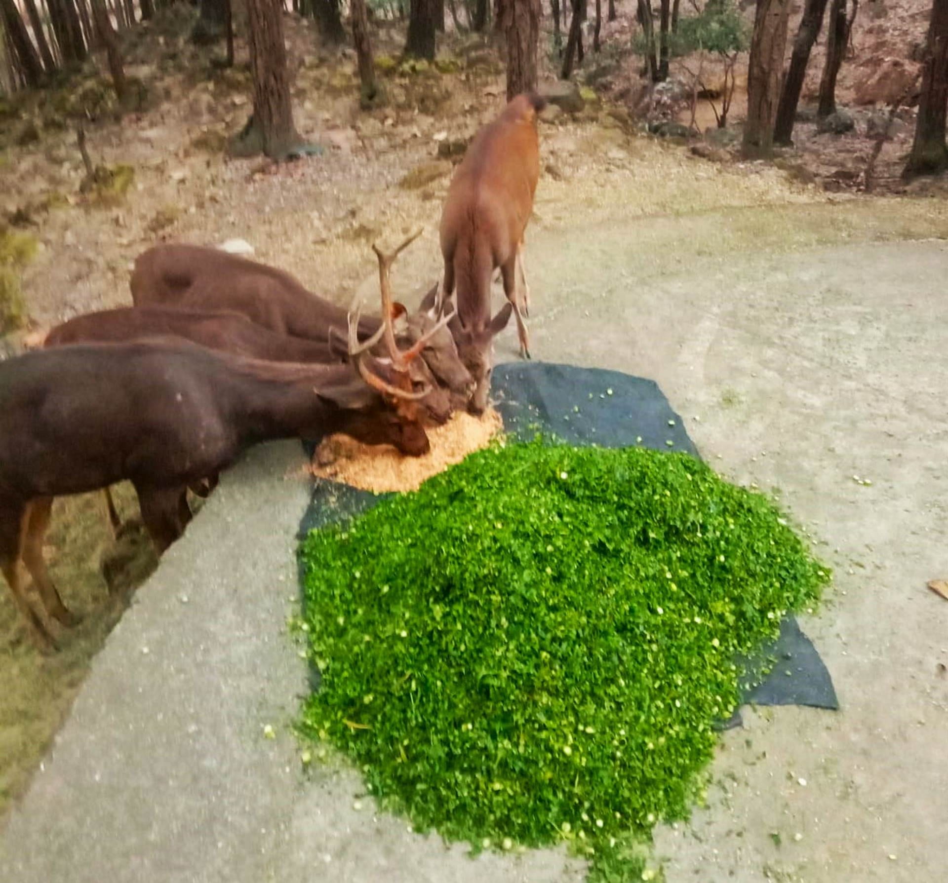 Winter increased wild animals menu also changed zoo Dehradun Mussoorie watch Photos