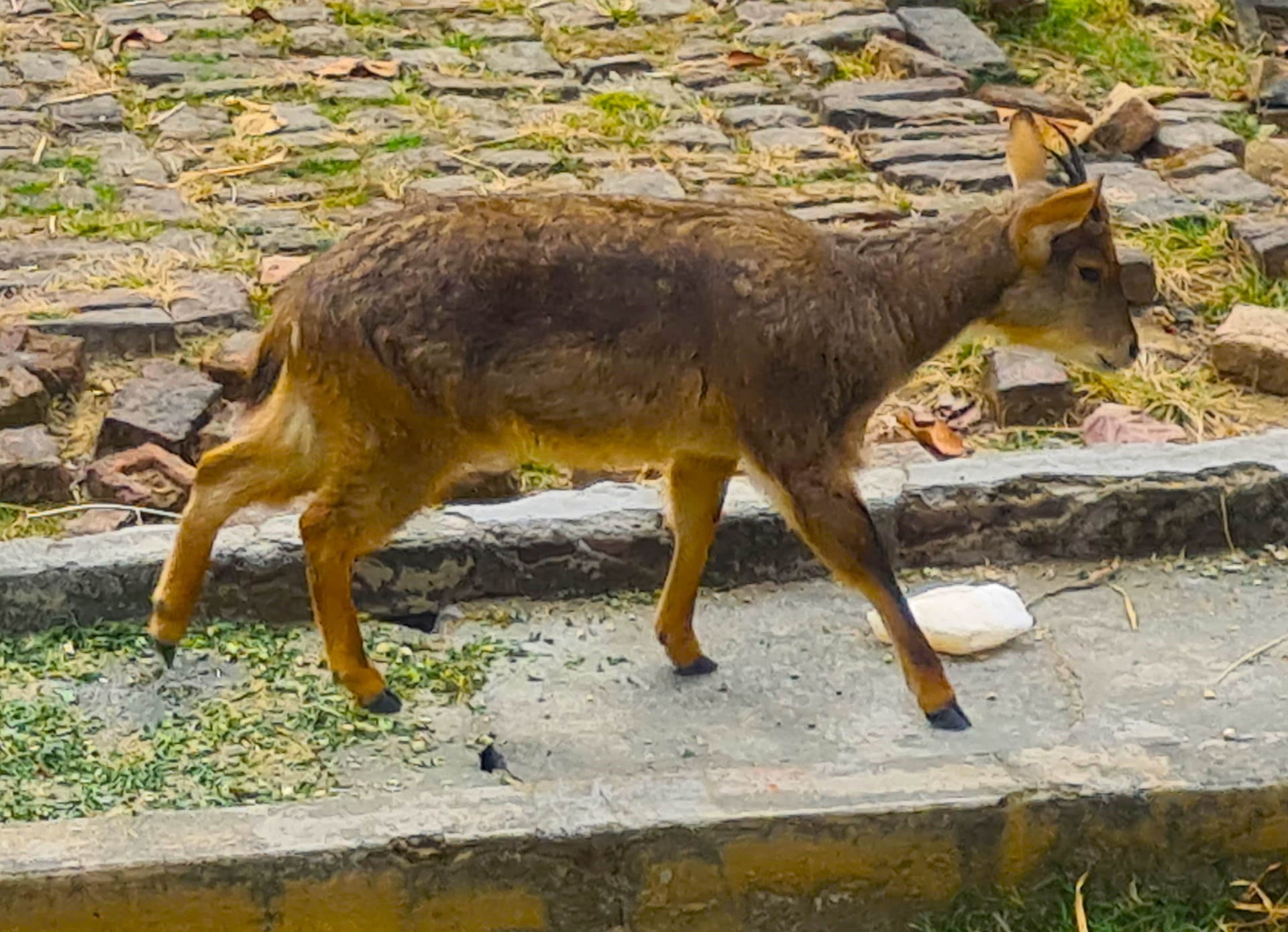 Winter increased wild animals menu also changed zoo Dehradun Mussoorie watch Photos