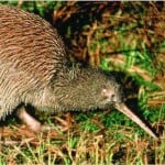 Brown Kiwi