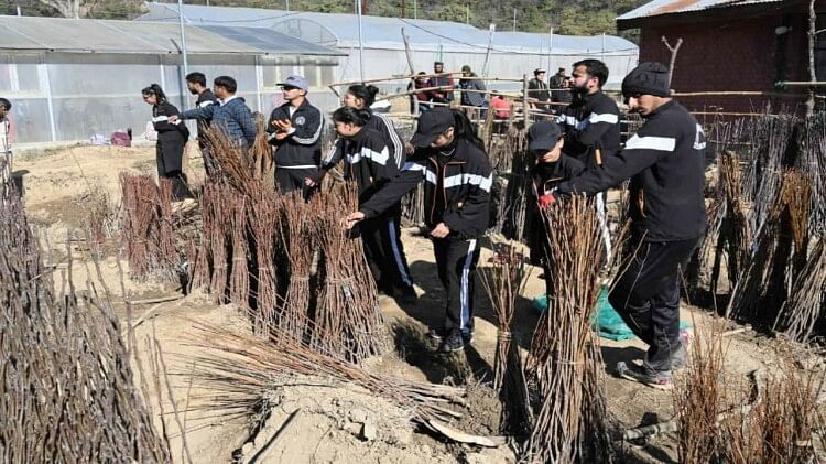 Trial successful, Himachal's Nauni University prepared 20 thousand clonal root stocks