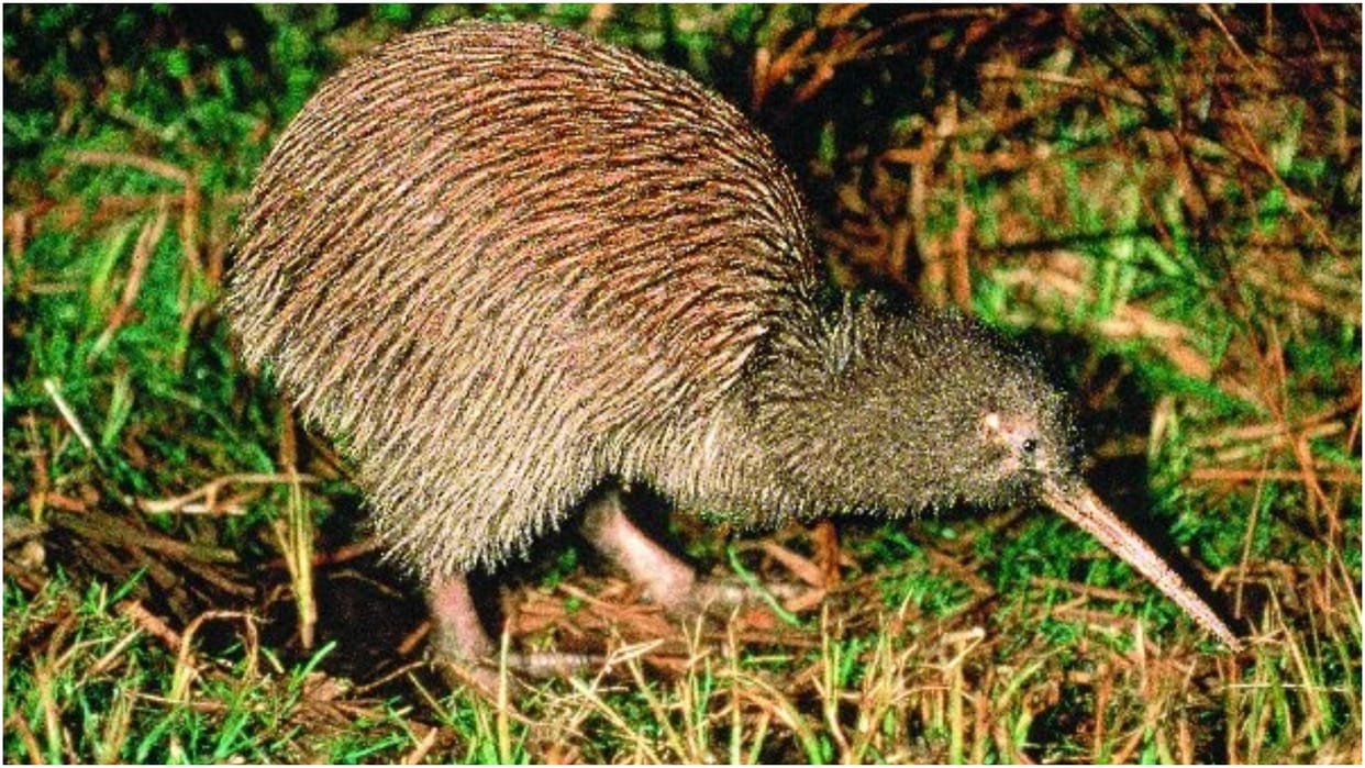 New Zealand Wellington welcomes first Kiwi chicks in over 150 years