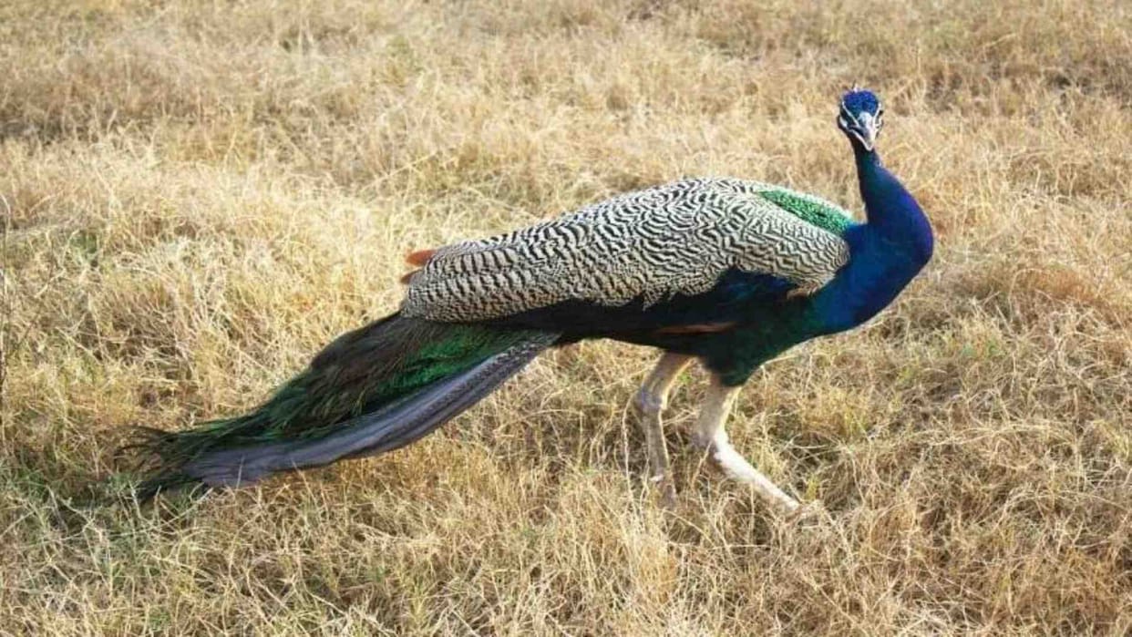 National bird peacock dies of electrocution in Jaisalmer