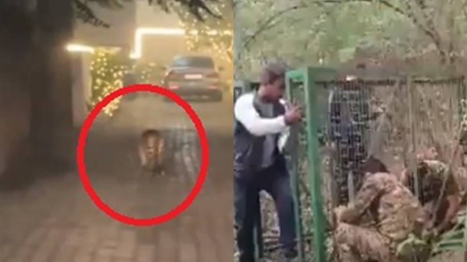 No signs of leopard were seen in Sainik Farm even on Monday
