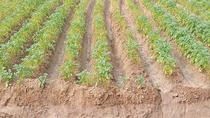 Hathras News: छिड़की खरपतवार जलाने की दवा, झुलस गई 12 बीघा आलू की पूरी फसल Potato crop scorched after spraying medicine