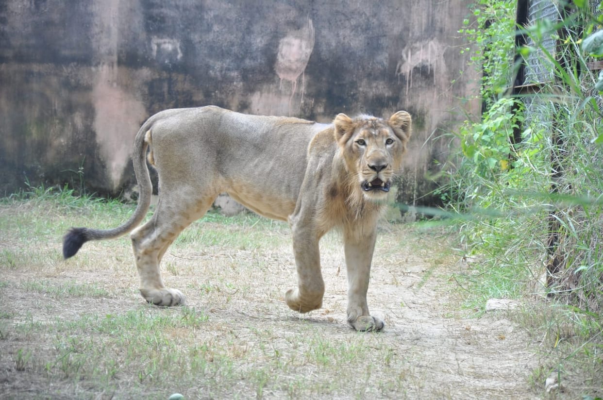 Paralyzed lion Kesari died in Etawah Safari, was ill since April, body sent for postmortem