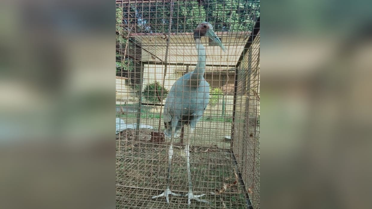 Stork recovered from gangster Pradhan's house, forest department took possession