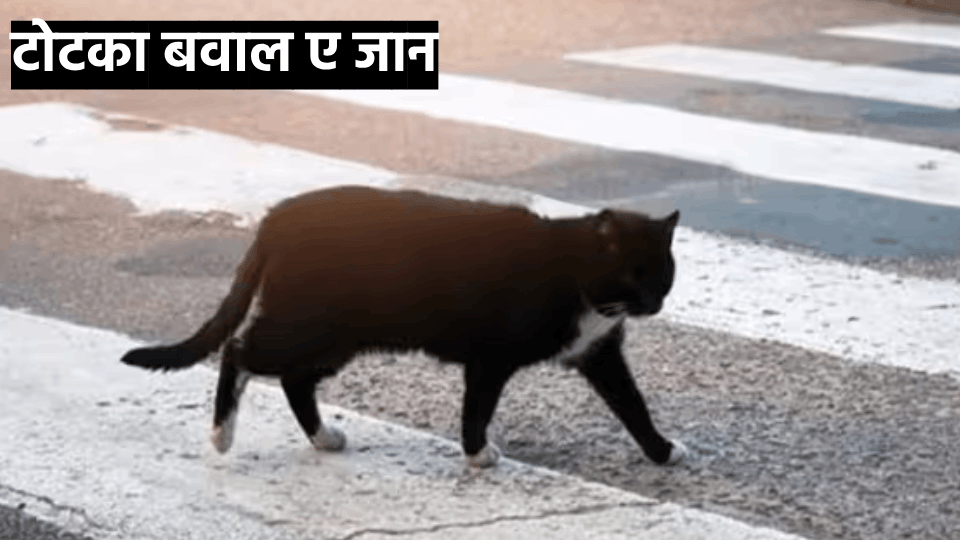 people are becoming victims of accidents due to sudden braking due to cat crossing road