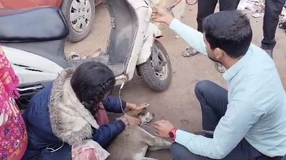 Dog spine broken in road accident, animal feeders saved its life