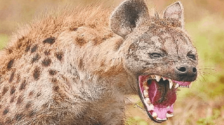 Hyena Attack In CG: जगदलपुर में खूंखार लकड़बग्घे का आतंक, युवक पर किया हमला; हुई मौत