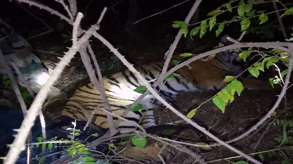 two tigresses caught in ramnagar