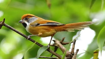 Bird Watching in Nainital: Amazing world of birds in Nainital