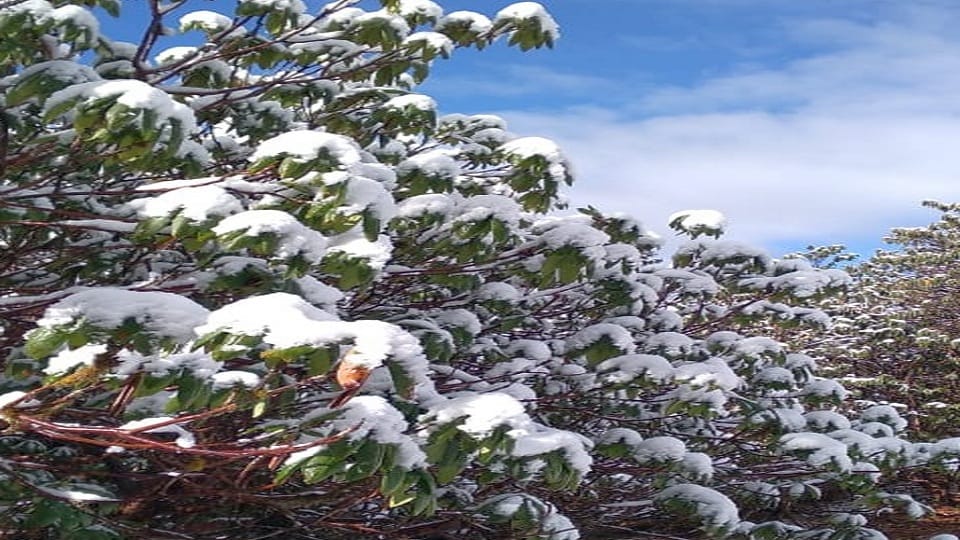 pithoragarh snowfall: weather has turned sunny after snowfall and rain in low-lying areas in pithoragarh
