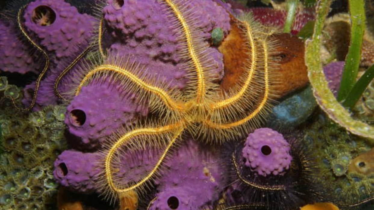 Brittle stars have no brain but still manage to learn know interesting facts