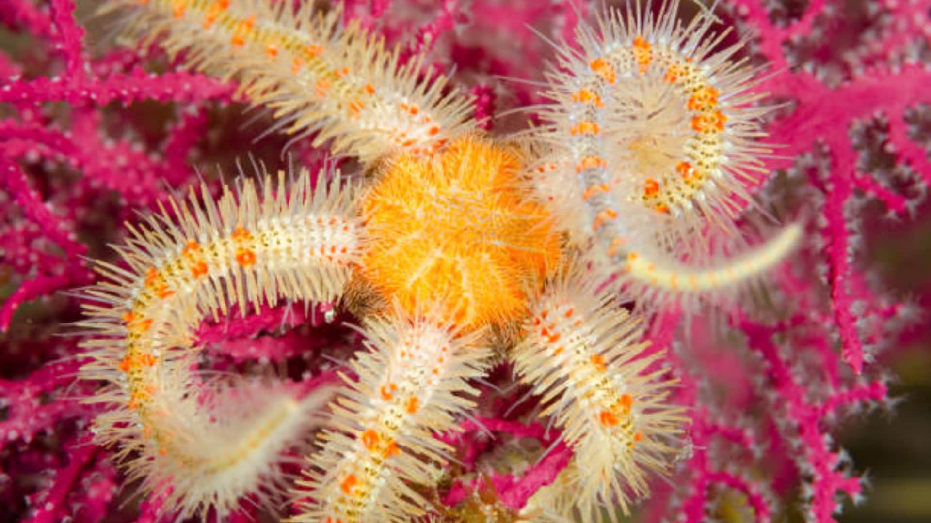 Brittle stars have no brain but still manage to learn know interesting facts