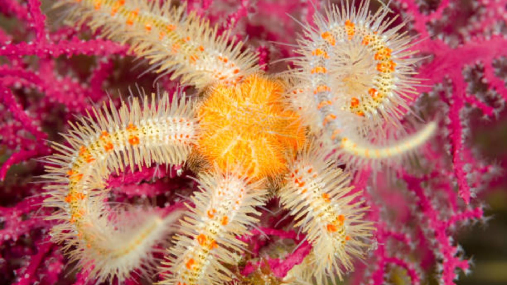 Brittle stars have no brain but still manage to learn know interesting facts