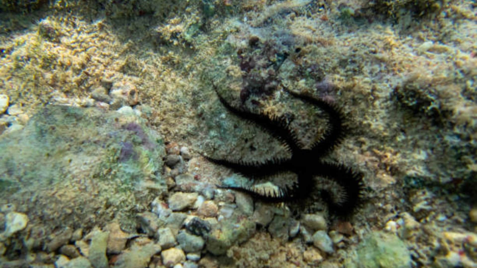 Brittle stars have no brain but still manage to learn know interesting facts