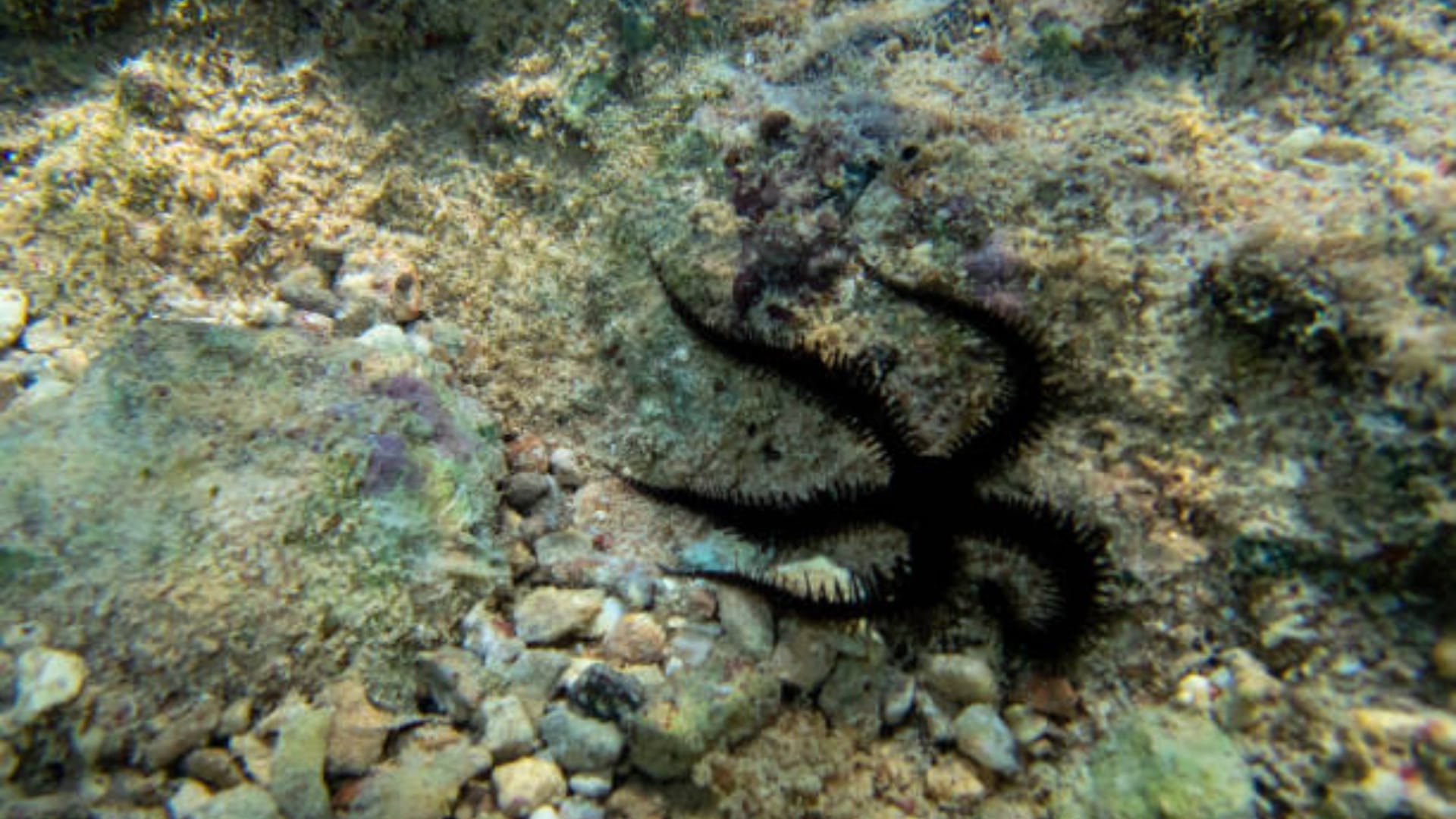 Brittle stars have no brain but still manage to learn know interesting facts