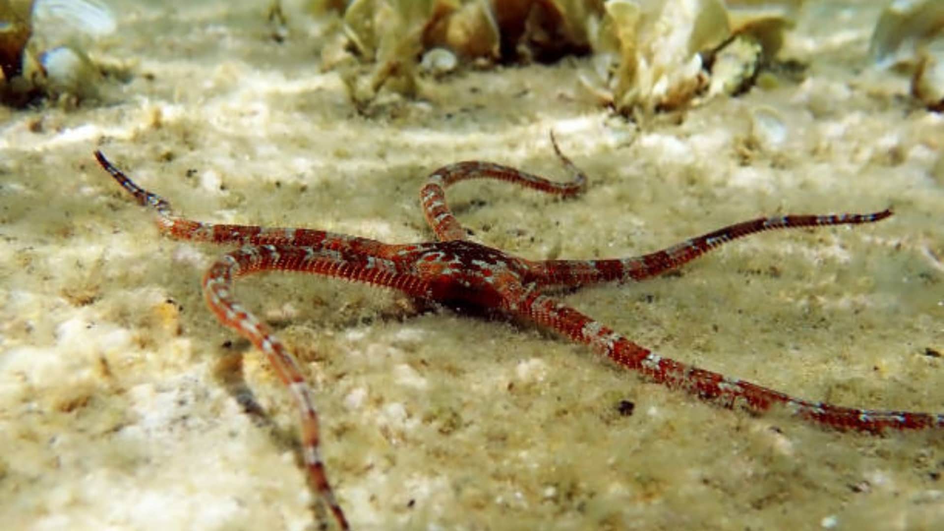 Brittle stars have no brain but still manage to learn know interesting facts