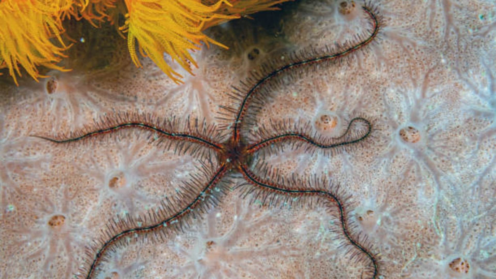 Brittle stars have no brain but still manage to learn know interesting facts