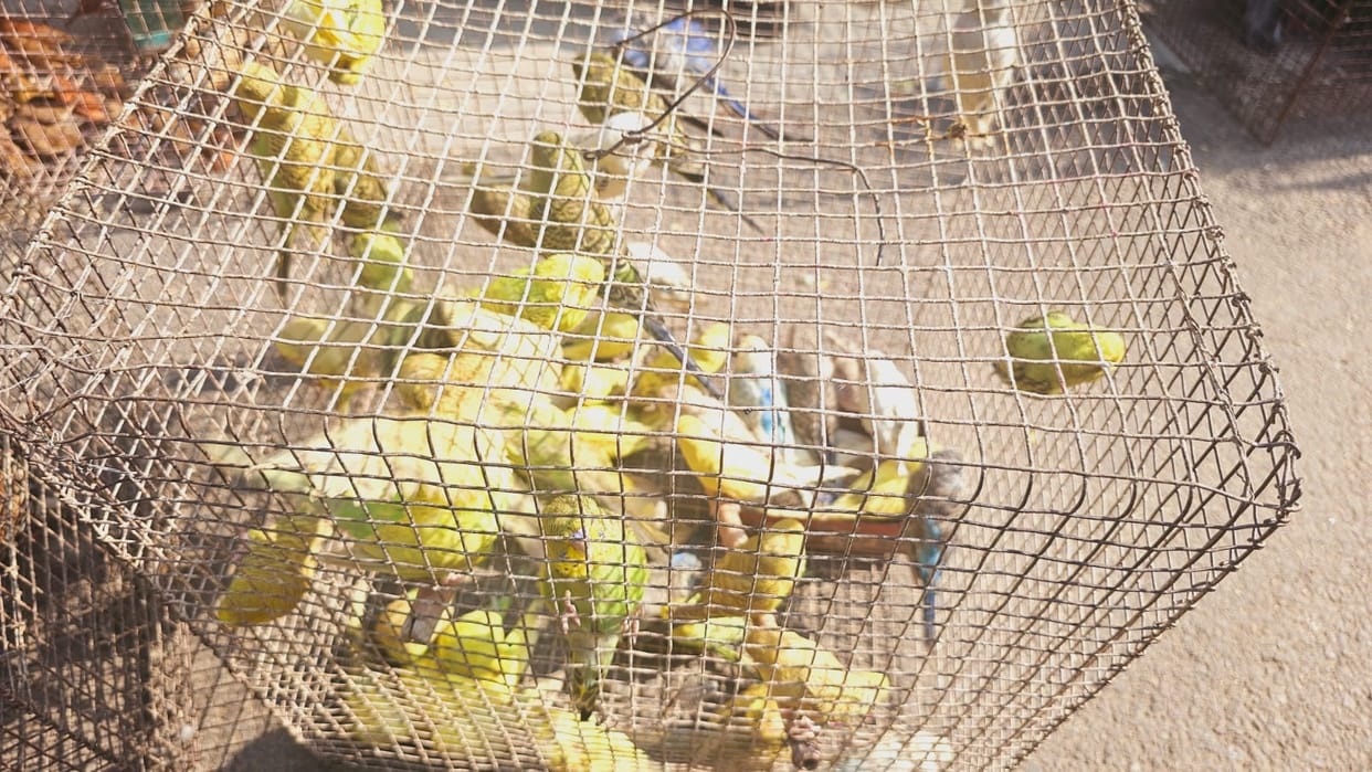 11 people selling migratory birds arrested, 617 birds of protected species recovered, five dead birds also fou