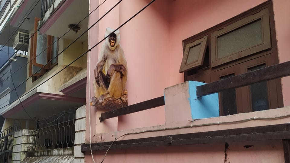 Monkeys are not scared seeing the cutout of langur in Bareilly