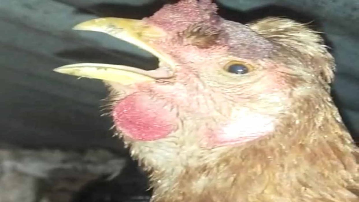 Rampur Bushahr: Outbreak of Newcastle disease in chickens in Bhadrash area, experts advised to take precaution