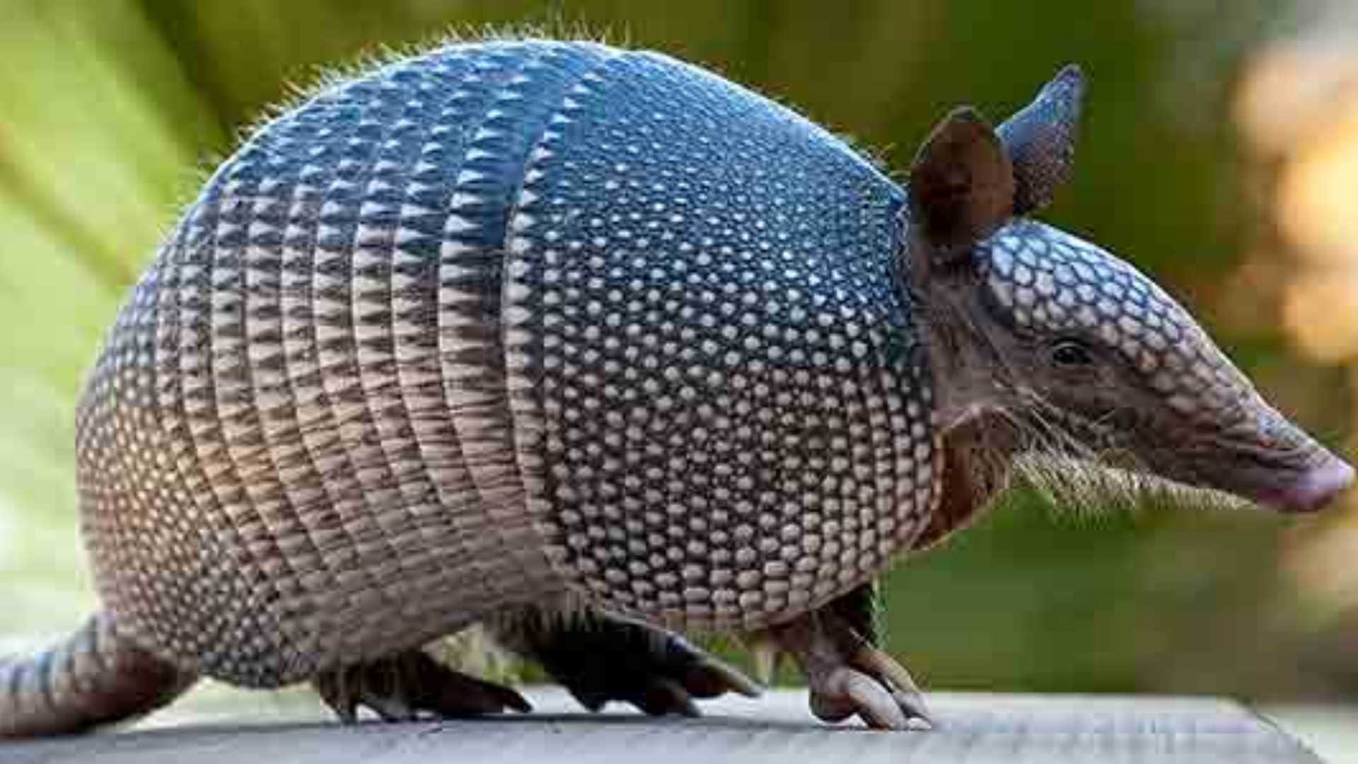 Incredible Armadillo Facts This Animal’s Armour like Skin Works As Bulletproof