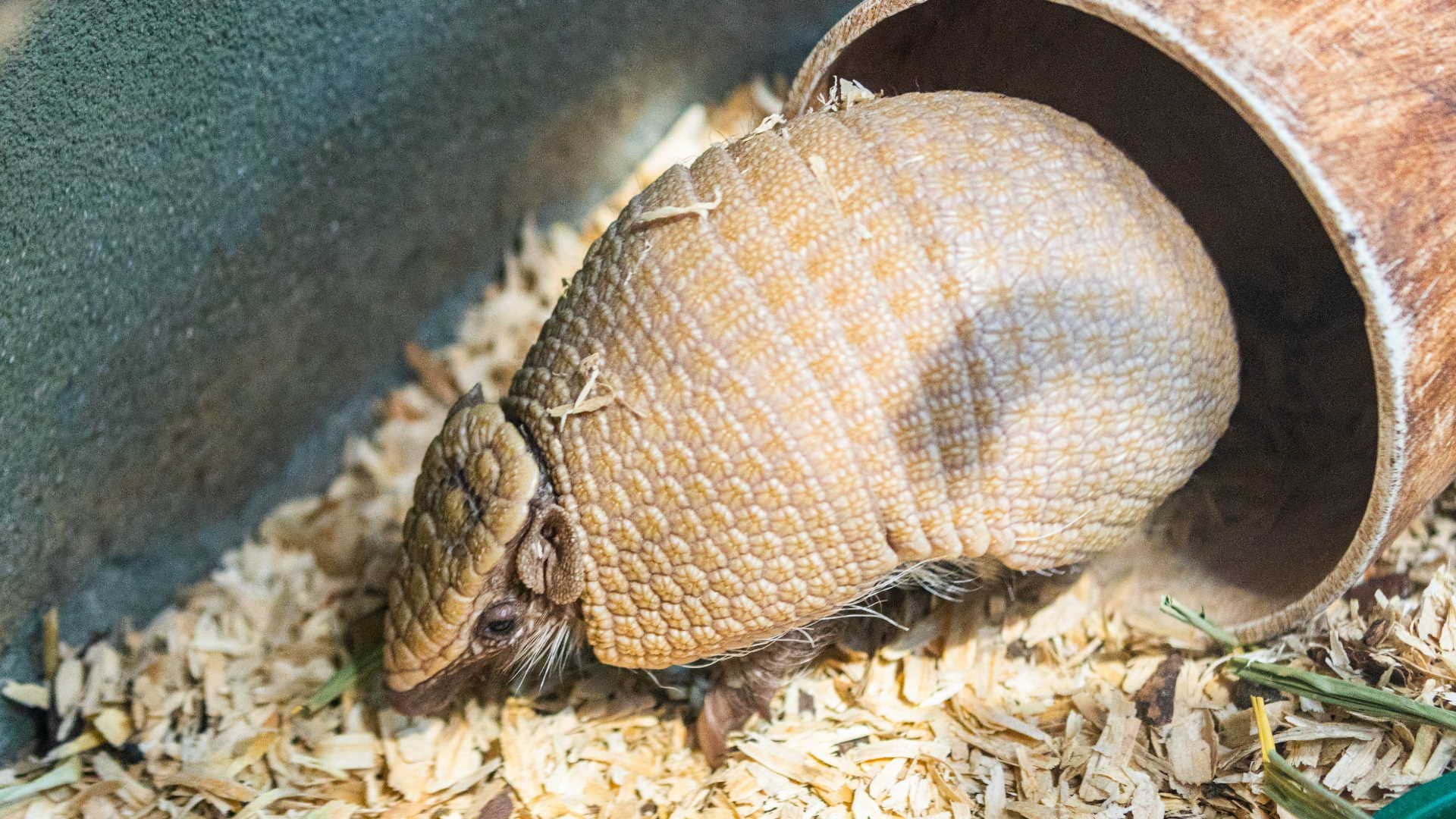 Incredible Armadillo Facts This Animal’s Armour like Skin Works As Bulletproof